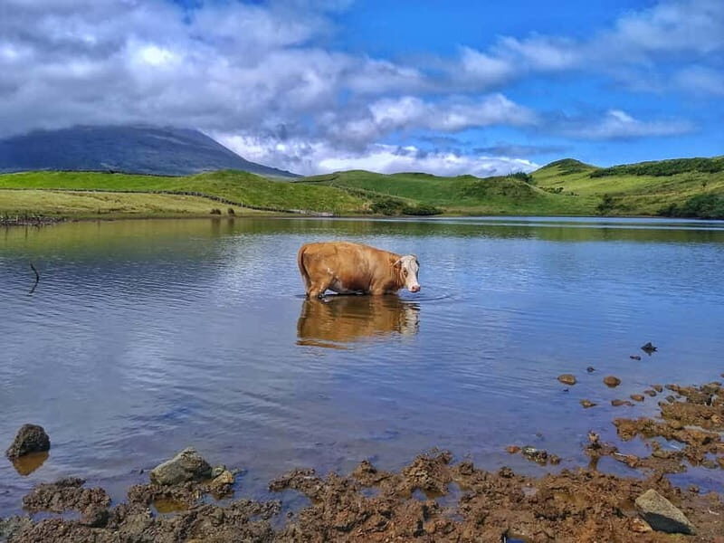 1-day jeep tour on the island of Pico - Azores - FAQs