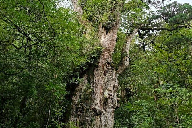 1 Day Jomon cedar Adventure - Discover the Enchantment of Yakushima on the 1 Day Jomon Cedar Adventure