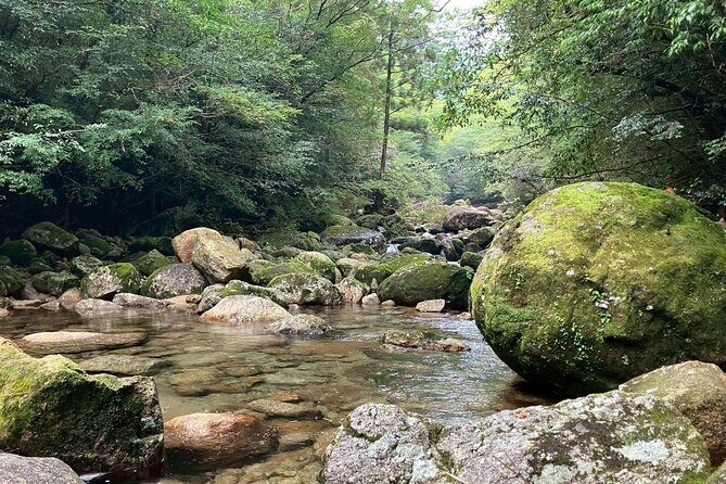 1 Day Jomon cedar Adventure - A Deeper Look at the 1 Day Jomon Cedar Adventure