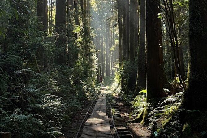 1 Day Jomon cedar Adventure - Who Should Consider This Tour?