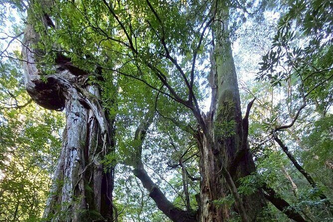 1 Day Jomon cedar Adventure - Final Thoughts