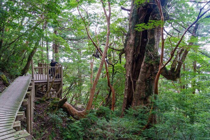 1 Day Jomon cedar Adventure - FAQs