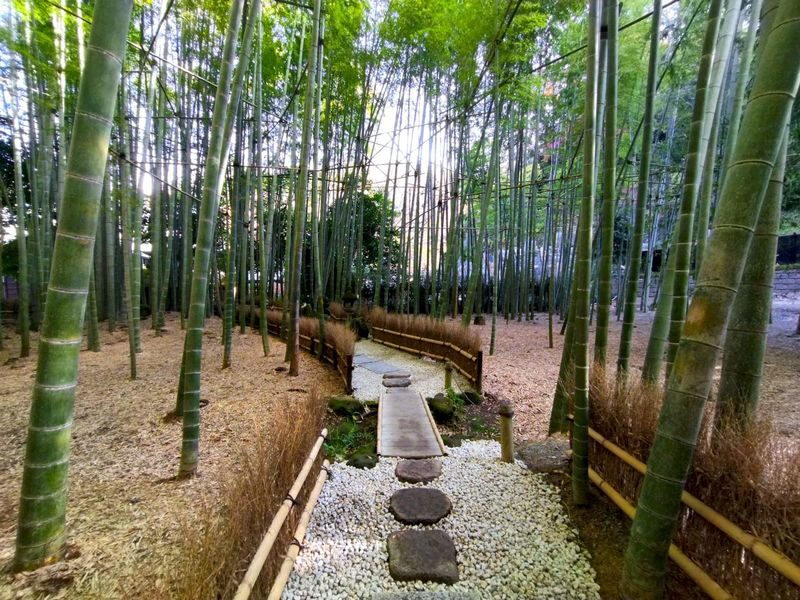 1-Day Kamakura and Enoshima Tour: Shrines, Seaside, Temples and Tea - Feeding koi at Kamakura-gu Shrine