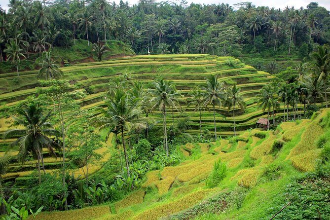 1 DAY Kintamani Plateau + Ubud + Tegallalang Rice Terrace + Tirta Empul Temple / Private tour 8 hours, English/Japanese - What’s Included and What to Keep in Mind