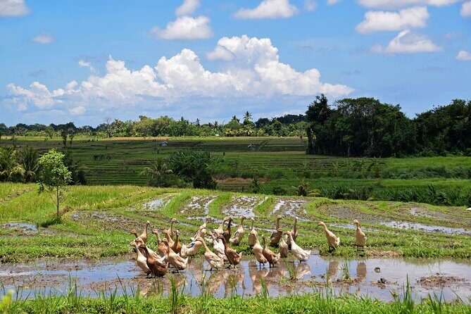 1 DAY Kintamani Plateau + Ubud + Tegallalang Rice Terrace + Tirta Empul Temple / Private tour 8 hours, English/Japanese - The Sum Up