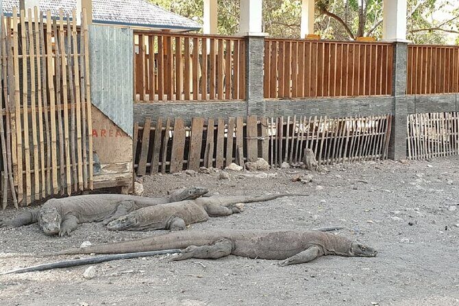 1- day Komodo island Tour hopping around by Speed Boat - Who Should Consider This Tour?