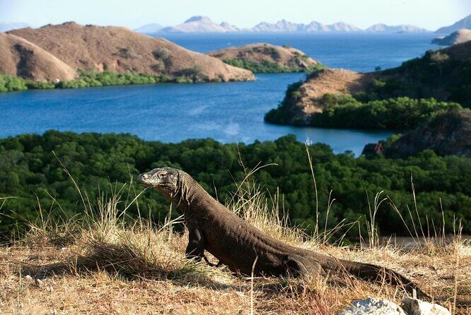 1 Day Komodo Trip by Private Fast Boat - Experience the Komodo Islands on a Private Fast Boat