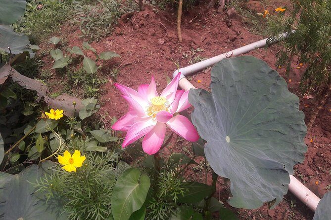 1-day Mekong Delta Tour: Cai Be Market, Local Island and Cycling - Who Should Consider This Tour?