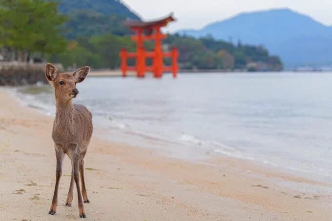 1-Day Miyajima & Iwakuni Tour: Exploring Iconic Japanese Landscapes - Senjokaku Pavilion and Itsukushima Shrine