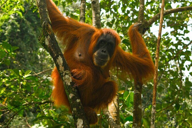 1 Day Orangutan Jungle Trek in Sumatra - 1 Day Orangutan Jungle Trek in Sumatra: A Closer Look