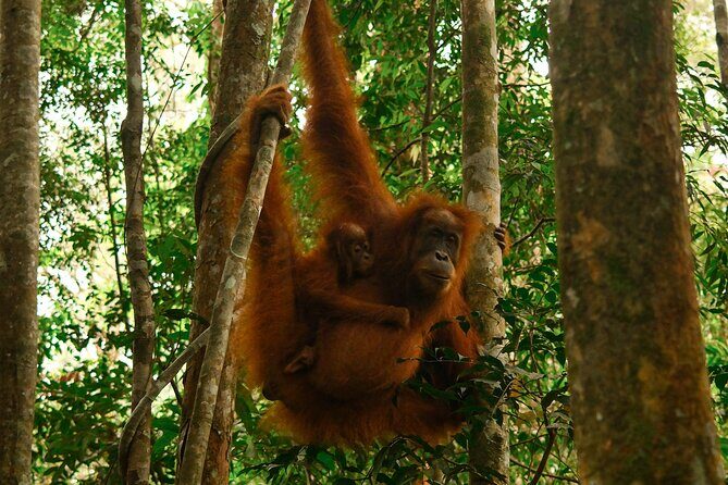 1 Day Orangutan Jungle Trek in Sumatra - Who will love this tour?