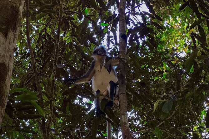 1 Day Orangutan Jungle Trek in Sumatra - Who Should Consider This Tour?