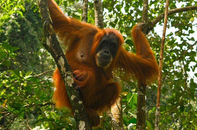 1 Day Orangutan Jungle Trek in Sumatra - FAQ
