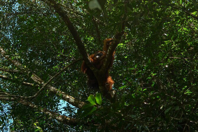 1 Day Orangutan Jungle Trek in Sumatra - Final Word