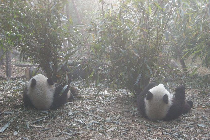 1-Day Panda Base and Mount Qingcheng Private tour from Chengdu - Potential Drawbacks or Considerations
