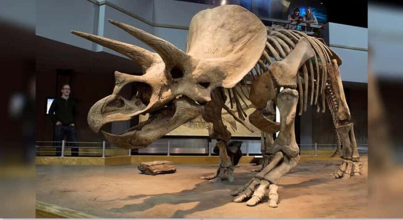 1-Day Private Premium Drumheller & Badlands Tour - Deep Dive into the Experience