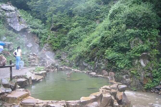 1-Day Private Snow Monkey ZenkoJi Temple & SakeTasting NaganoTour - FAQ