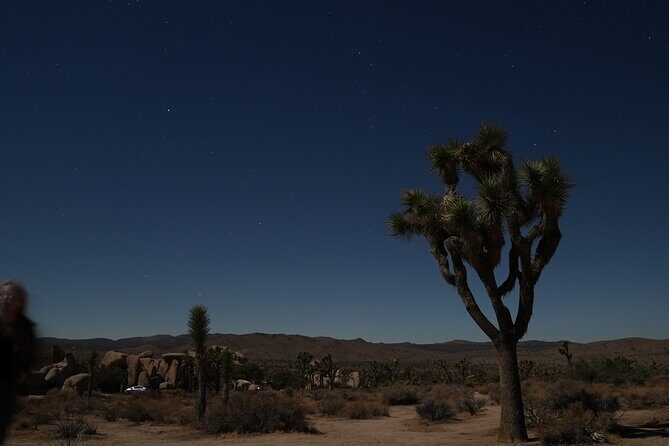 1-day Private Tour to Joshua Tree National Park from Los Angeles - The Sum Up