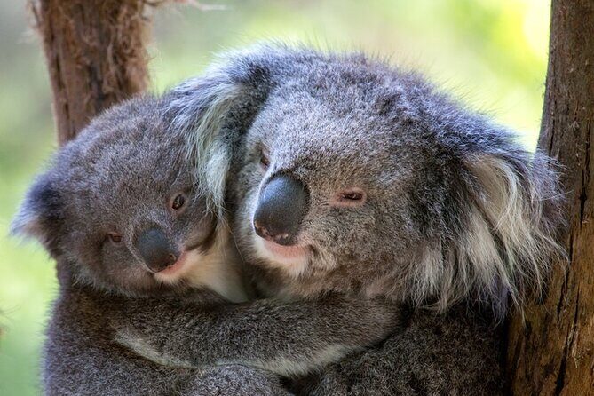 1 day Puffing Billy Steam Train and Wildlife Tour from Melbourne - What Travelers Say: Authentic Experiences and Practicalities