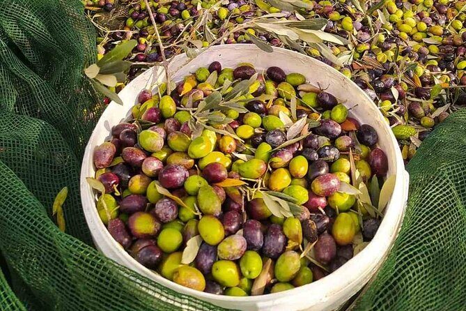 1 Day Rhodes Island Tour with Olive Oil, Honey and Wine Tasting - The Sum Up