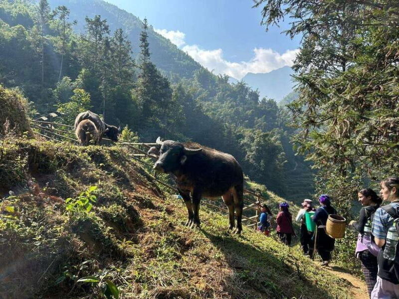 1 Day Sapa Trek&Home-cooked Lunch HmongSisterHouse&Trekking - Final Thoughts: Who Will Love This Tour?