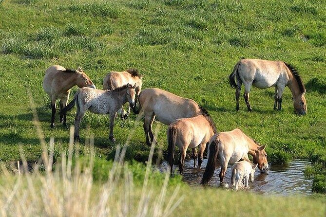 1 Day Semi-Gobi Tour Including Lunch And Free Camel +Bonus Khustai National Park - What Travelers Are Saying