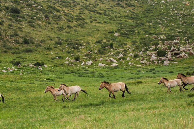 1 Day Semi-Gobi Tour Including Lunch And Free Camel +Bonus Khustai National Park - Final Verdict