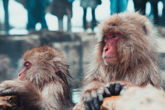 1-Day Snow Monkeys & Zenko-ji Tomyo Lantern Festival Tour - FAQ
