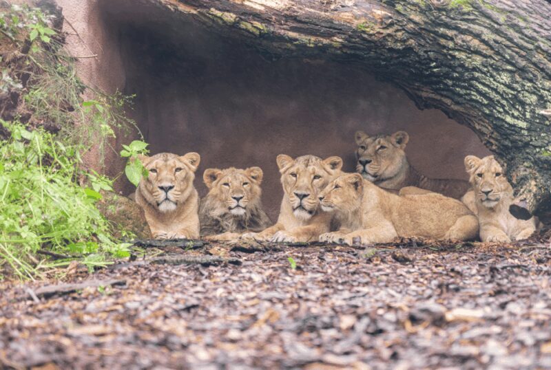 1-day ticket for Schwerin Zoo - The Value of a $18 Ticket