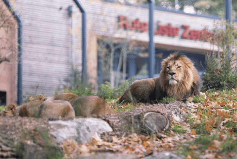 1-day ticket for Schwerin Zoo - The Sum Up: Is Schwerin Zoo Worth Your Time?