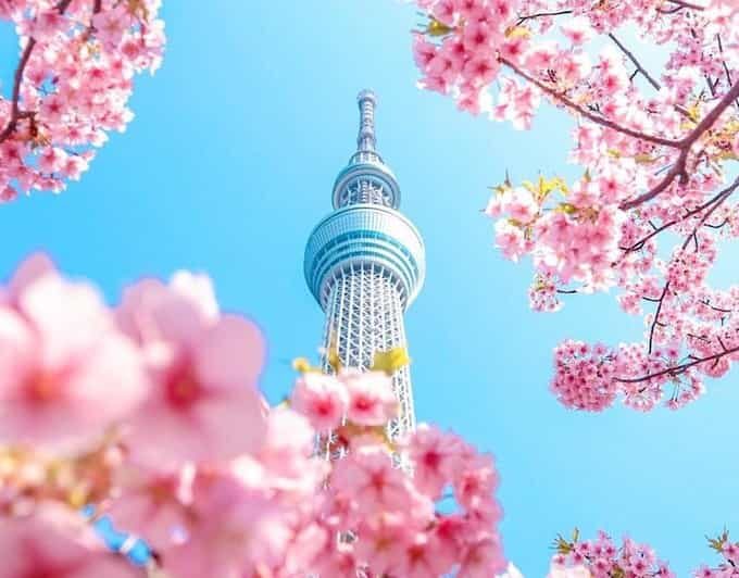 1-Day Tokyo Private Customizable Day Tour with a Guide - Who Would Love This Tour?