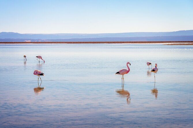 1-Day Tour Altiplanic Lagoons and Piedras Rojas and Laguna Chaxa - Transportation and Group Size