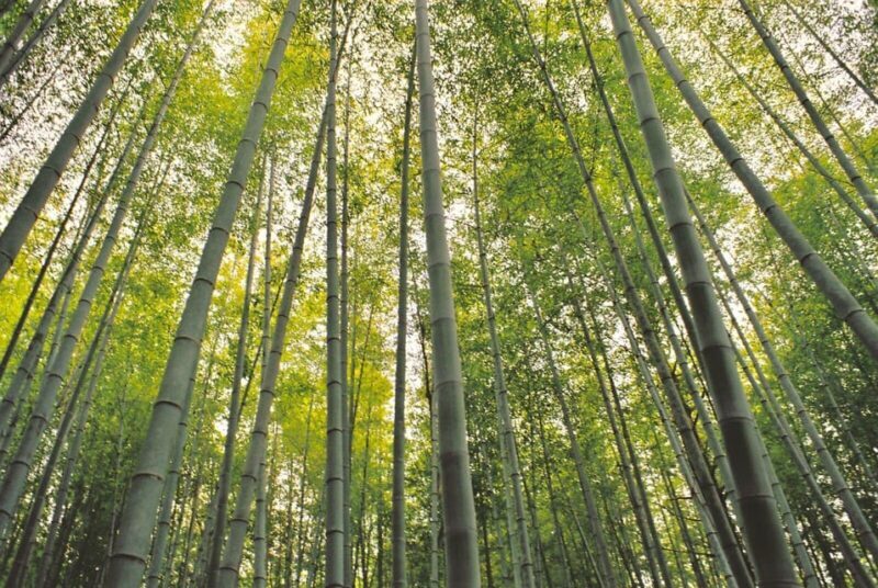 1-Day Tour from Nagoya: Hiking the Historic Nakasendo Trail - The Sum Up