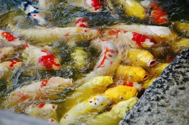 1-Day Tour from Okayama: Kurashiki, Gardens & Okayama Castle - FAQ