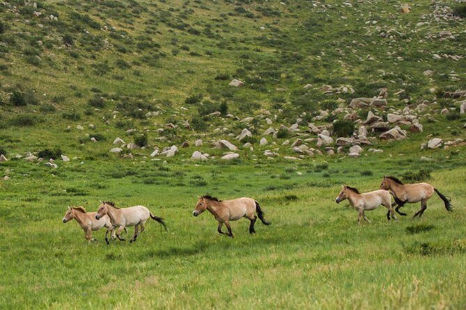 1 Day tour: Khustai National Park: Przewalski's wild horses - A Practical Look at the Khustai National Park Wild Horse Tour