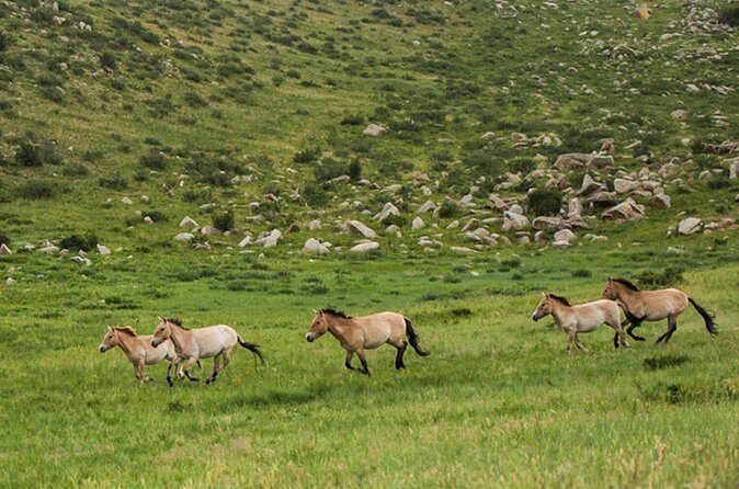 1 Day tour: Khustai National Park: Przewalski's wild horses - FAQs about the Khustai National Park Wild Horse Tour
