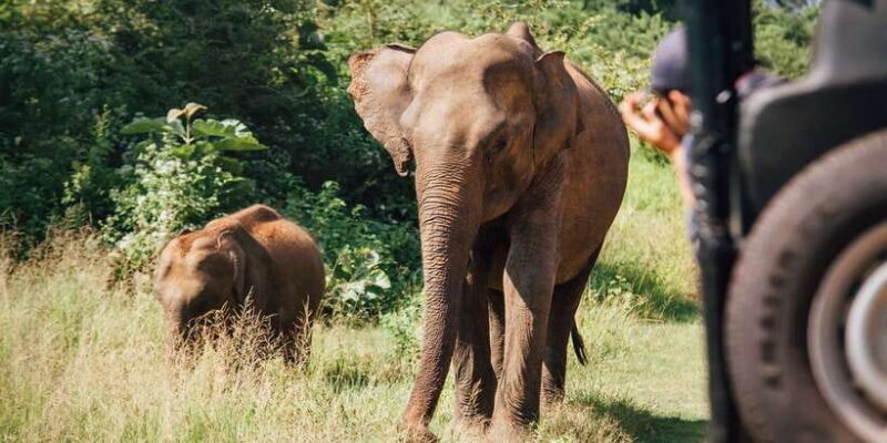 1-Day Tour of Both Yala and Udawalawe National Parks - FAQ