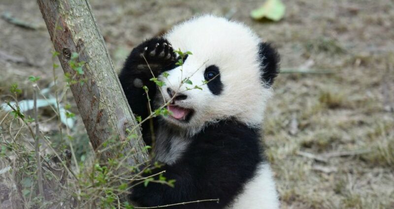 1-day Tour of Chengdu Panda and Sanxingdui Museum - Frequently Asked Questions