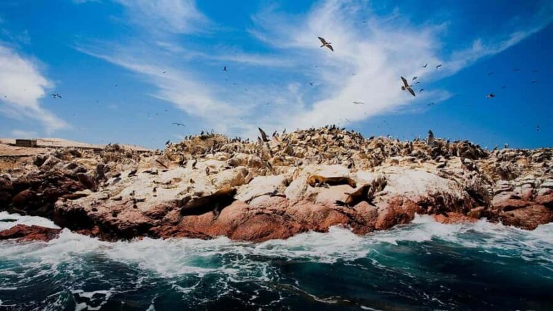 1-Day Tour to Ballestas and the Paracas National Reserve - Final Thoughts