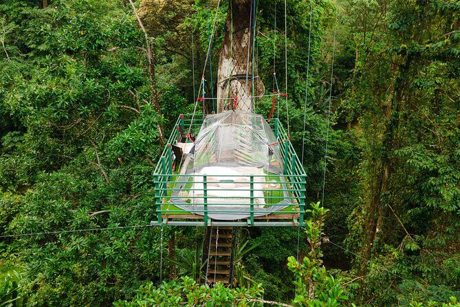 1 Day Tree Climbing and Rappelling Experience with Accommodation - Key Points