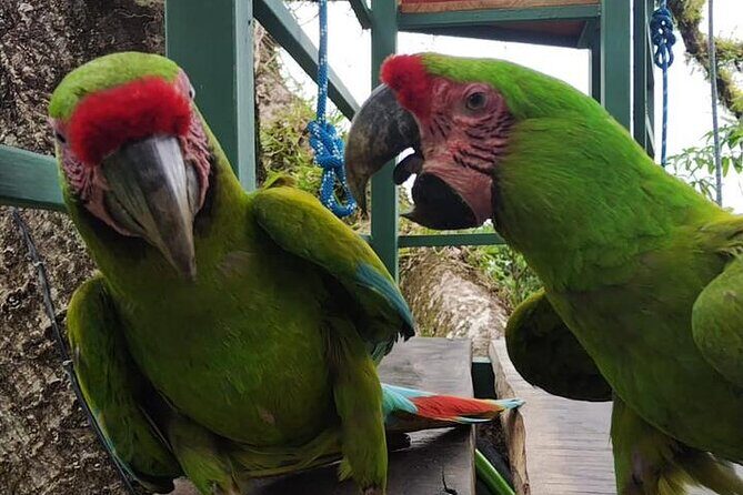 1 Day Tree Climbing and Rappelling Experience with Accommodation - FAQ