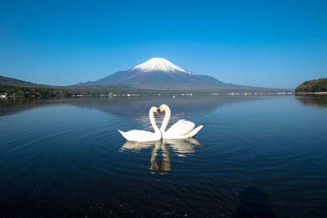 1 Day Trip to Mt. Fuji and in Five Lakes around the area - A Deep Dive into the Experience