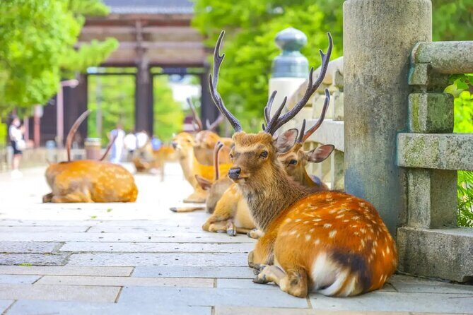 1 Day Walking Tour in Nara, Todaiji Temple, Deer and Inkstick - Key Points