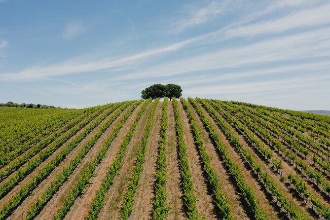 1 Day Wine Tour Around Évora - Final Thoughts: Who Will Appreciate This Tour?