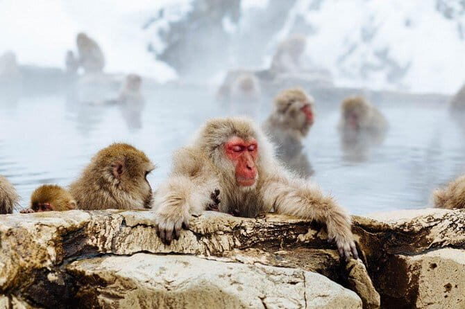 1-Day Winter Tour From Nozawa Onsen: Snow Monkeys, Zenko-ji Temple & Sake - Who Will Love This Tour?