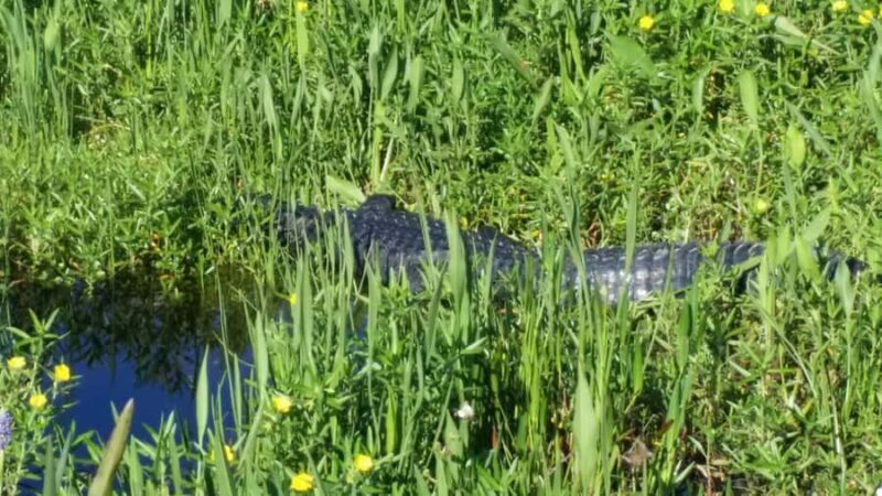 1 Hour Airboat Everglade Tour - Key Points