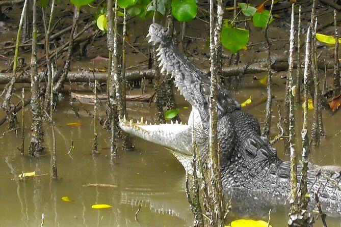 1-Hour Daintree River wildlife cruise - Experience the Daintree River on a Wildlife Cruise