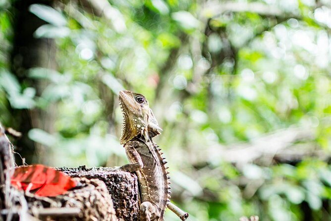 1-Hour Daintree River wildlife cruise - Key Points