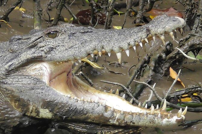 1-Hour Daintree River wildlife cruise - Final Thoughts