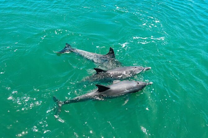 1 Hour Deluxe Scenic Dolphin Cruise - The Experience in Detail